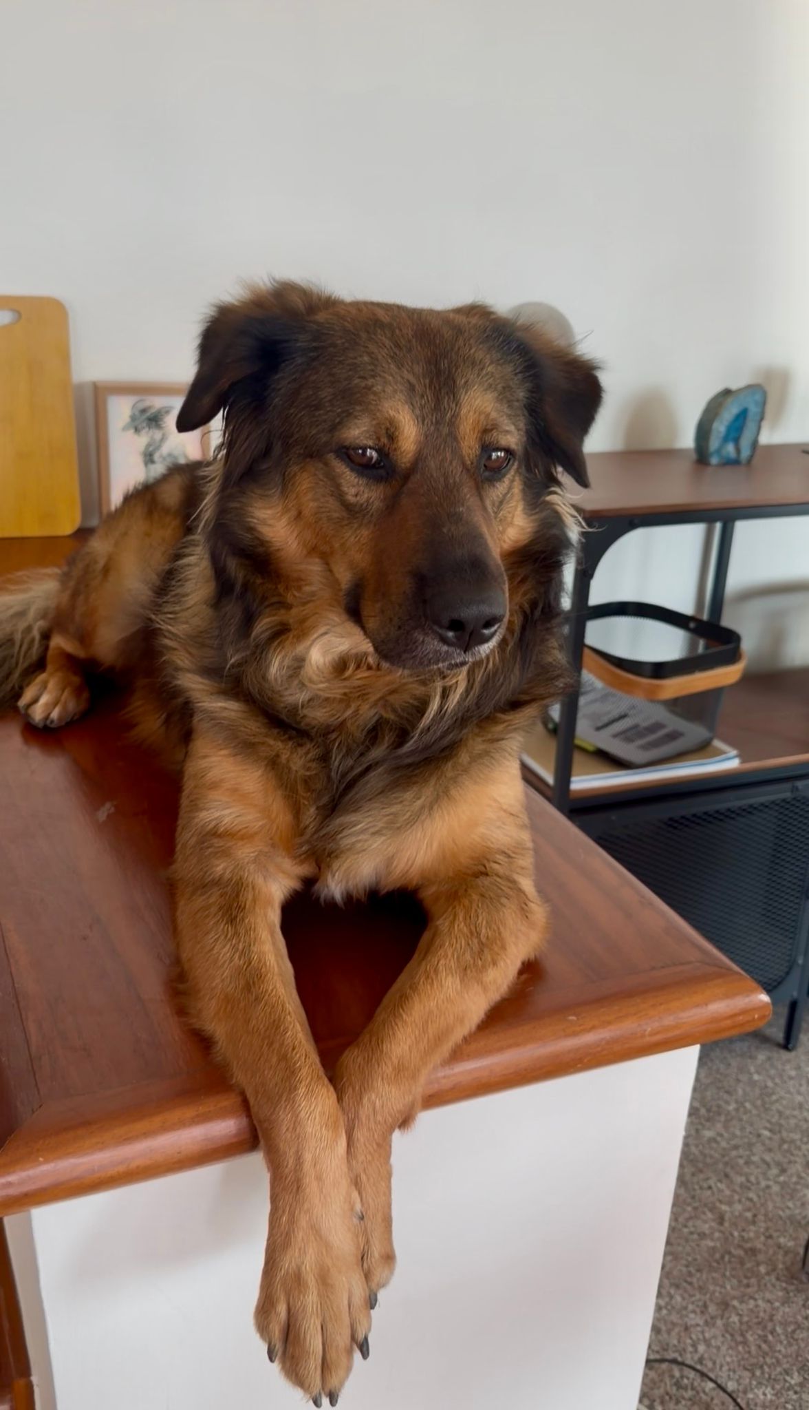 One of Liza Choa’s rescue dogs being held