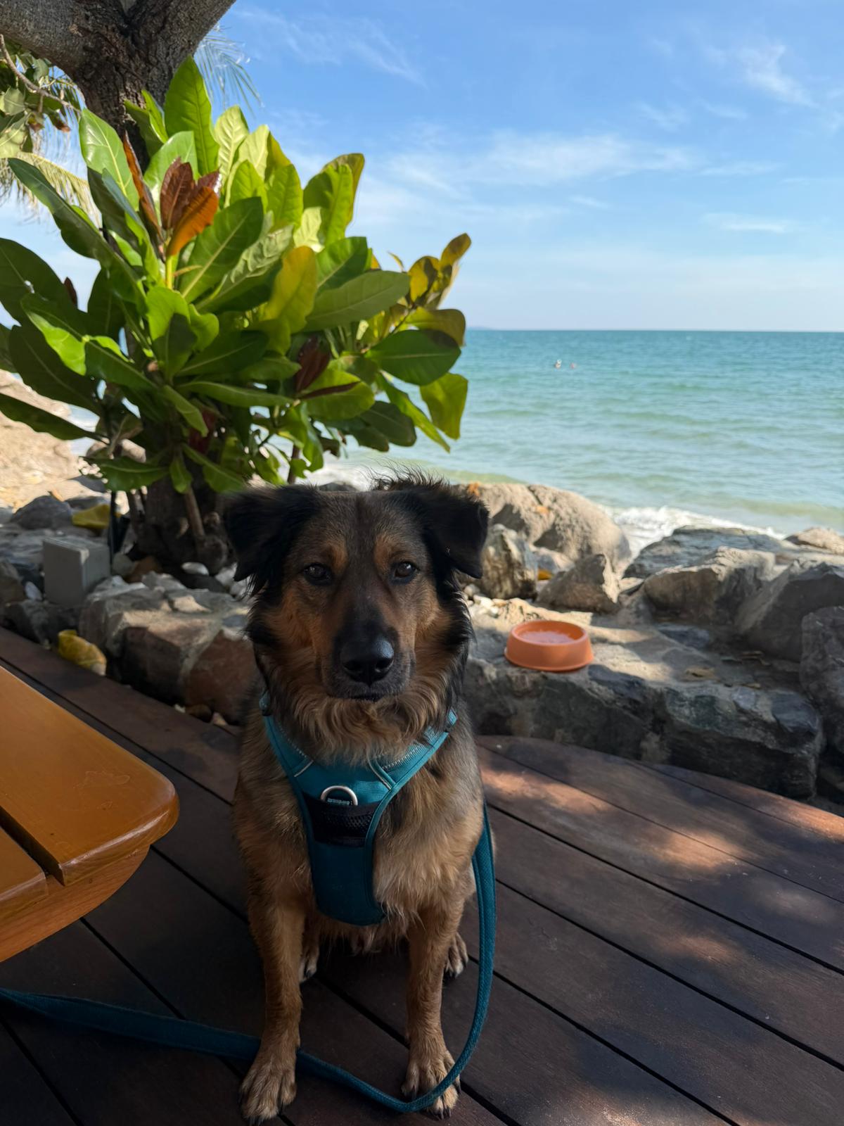 Rescue dog resting by the water in Phuket